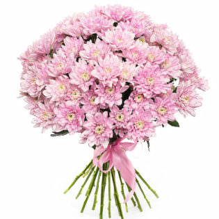 Хризантема кустовая розовая